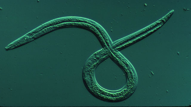 The pinewood nematode