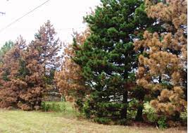 Pine wilt disease in established trees