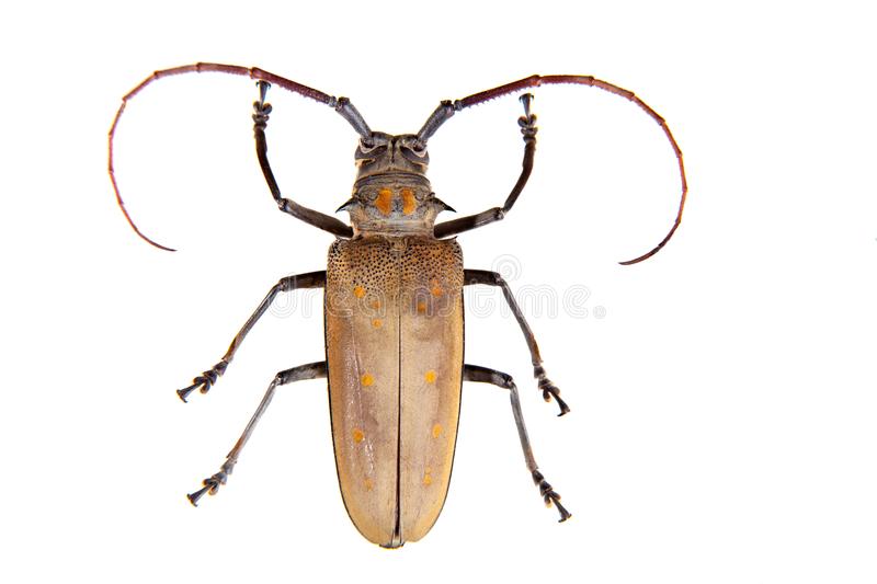 Pine sawyer beetle that is vector in spreading pine wilt disease